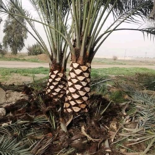 تنسيق حدائق تنسيق حدائق
