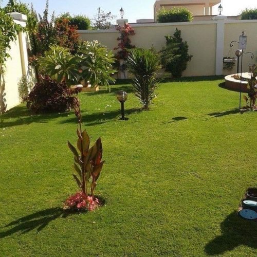 عشب طبيعي (9) عشب طبيعي (9)